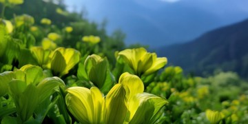 临沂舒格兰究竟是什么物业？